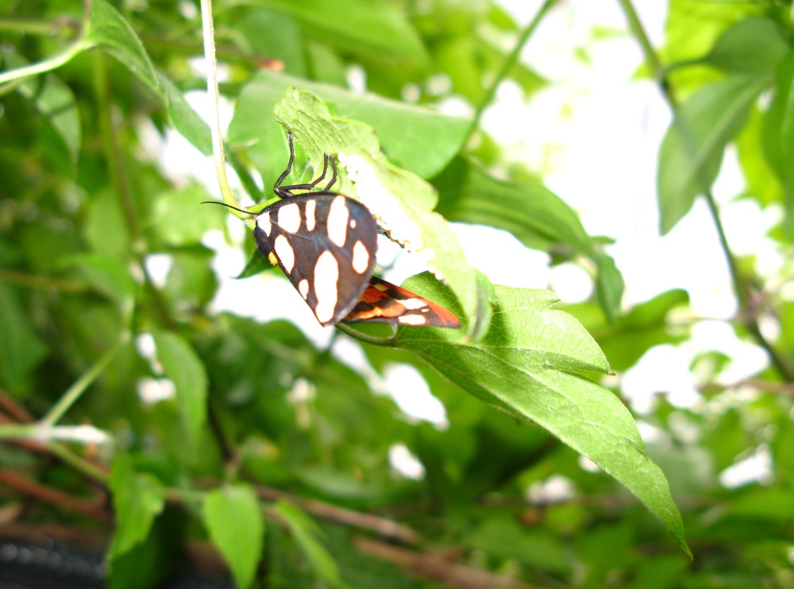 Lepidoptera villica depone uova su rampicante 